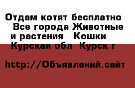 Отдам котят бесплатно  - Все города Животные и растения » Кошки   . Курская обл.,Курск г.